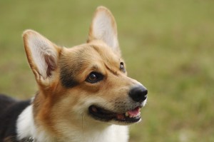 The Pembroke Welsh Corgi is an active and friendly breed