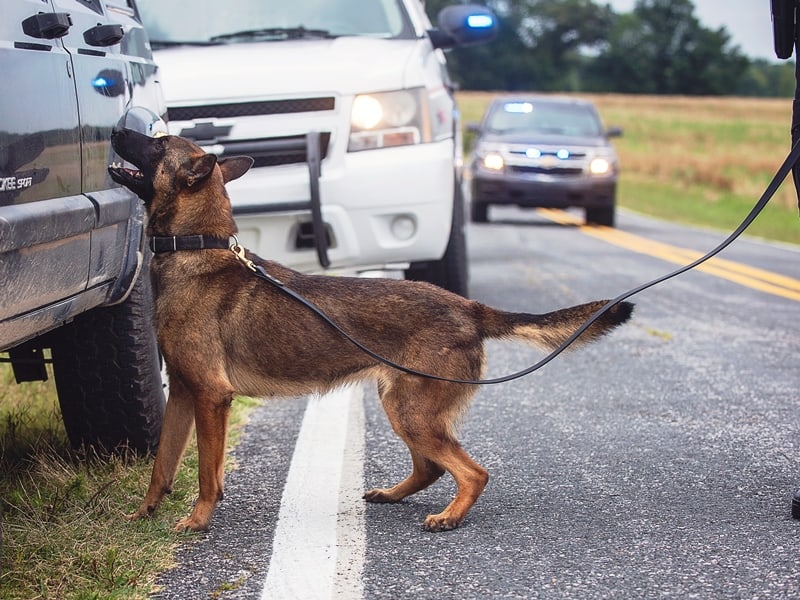 Trained police store k9 for sale