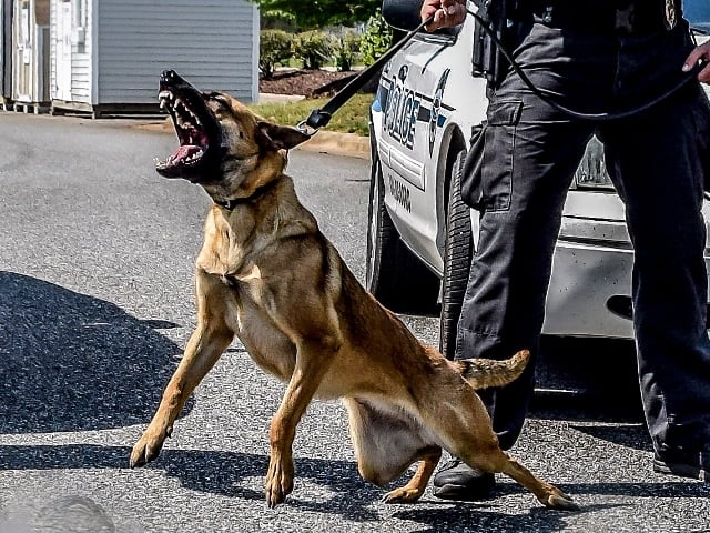 police k9 patrol dog