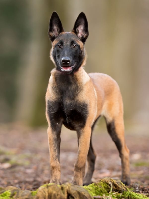 Malinois Protection dog for sale