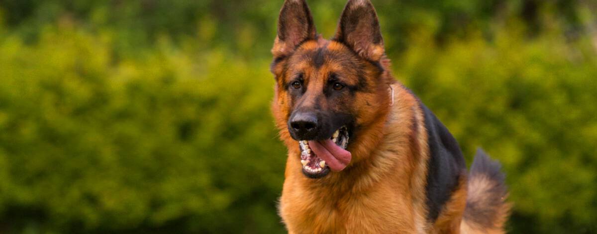 Protection Dog Training | Highland Canine Training