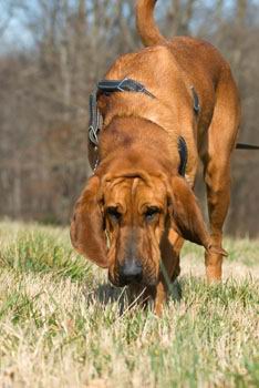 tracking trailing dog training