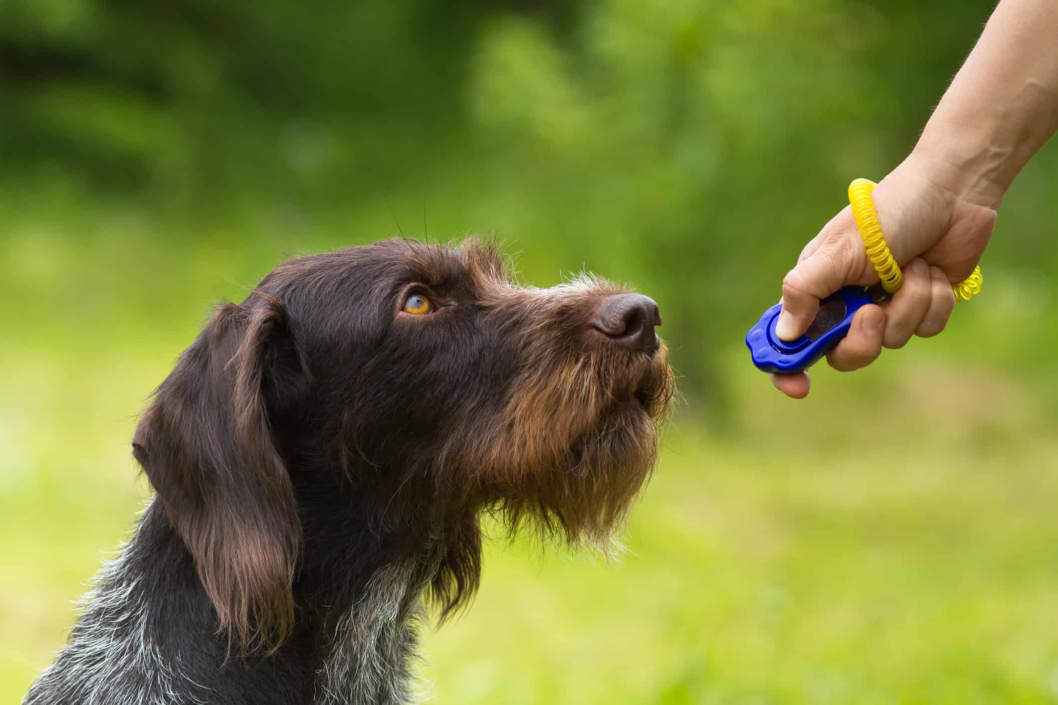 clicker training your dog