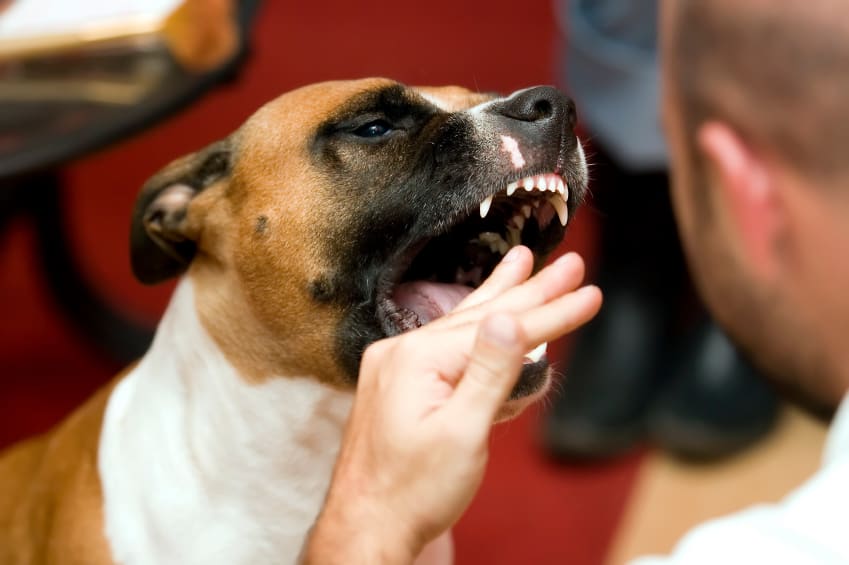Why Dogs Bite and How to Control Dog Biting Highland