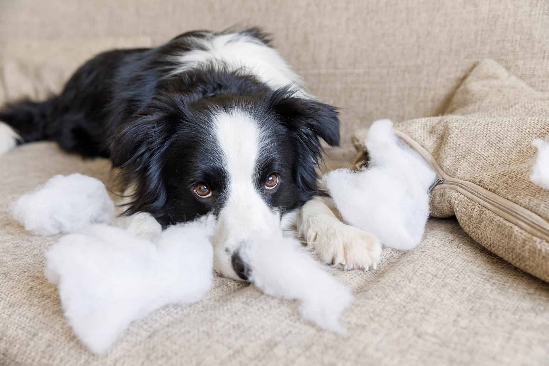 border collie puppy chewing on cushions