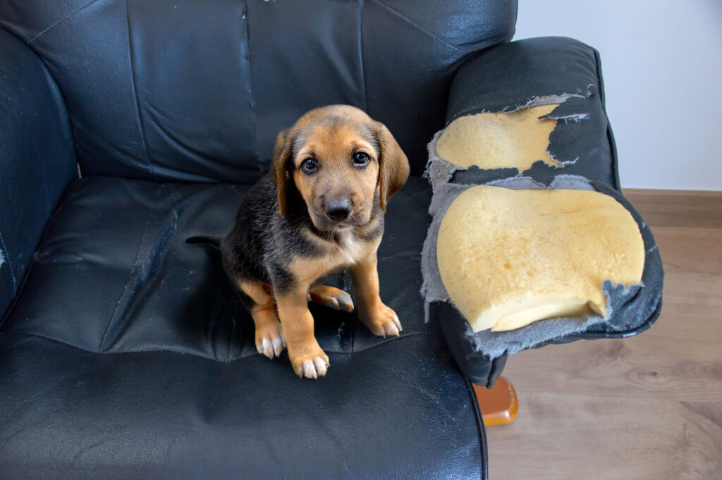 destructive dog eating couch cushion