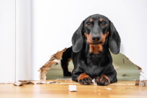 disobedient dachshund dog destroying wall in home