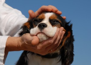 teaching your puppy to be handled