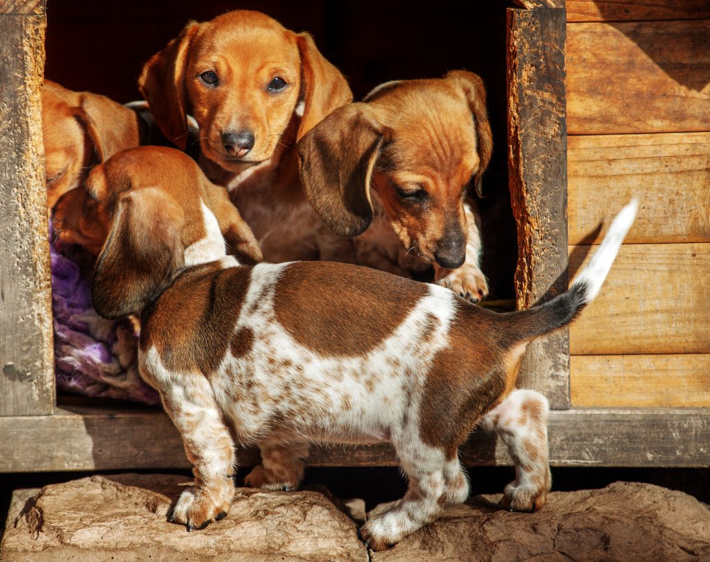 dachshund puppies crowding in kennel