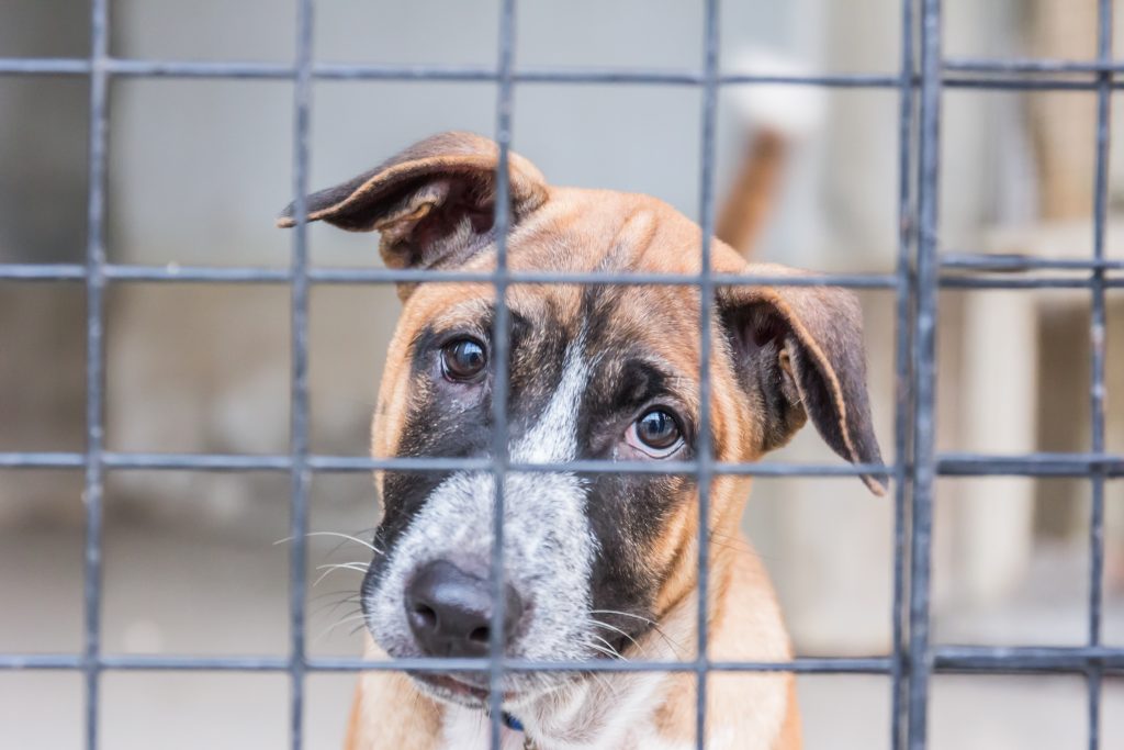 sad puppy looking through cage
