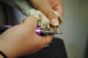 Getting Your Puppy Accustomed to Nail Trims at a Young Age is Key