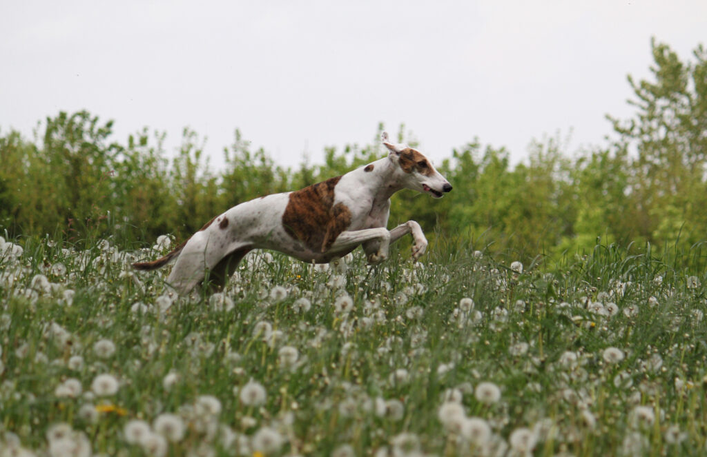 greyhound running in field of dandelions