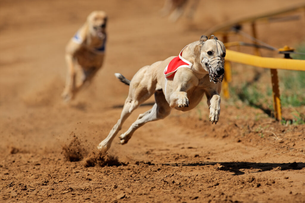 greyhounds racing at track