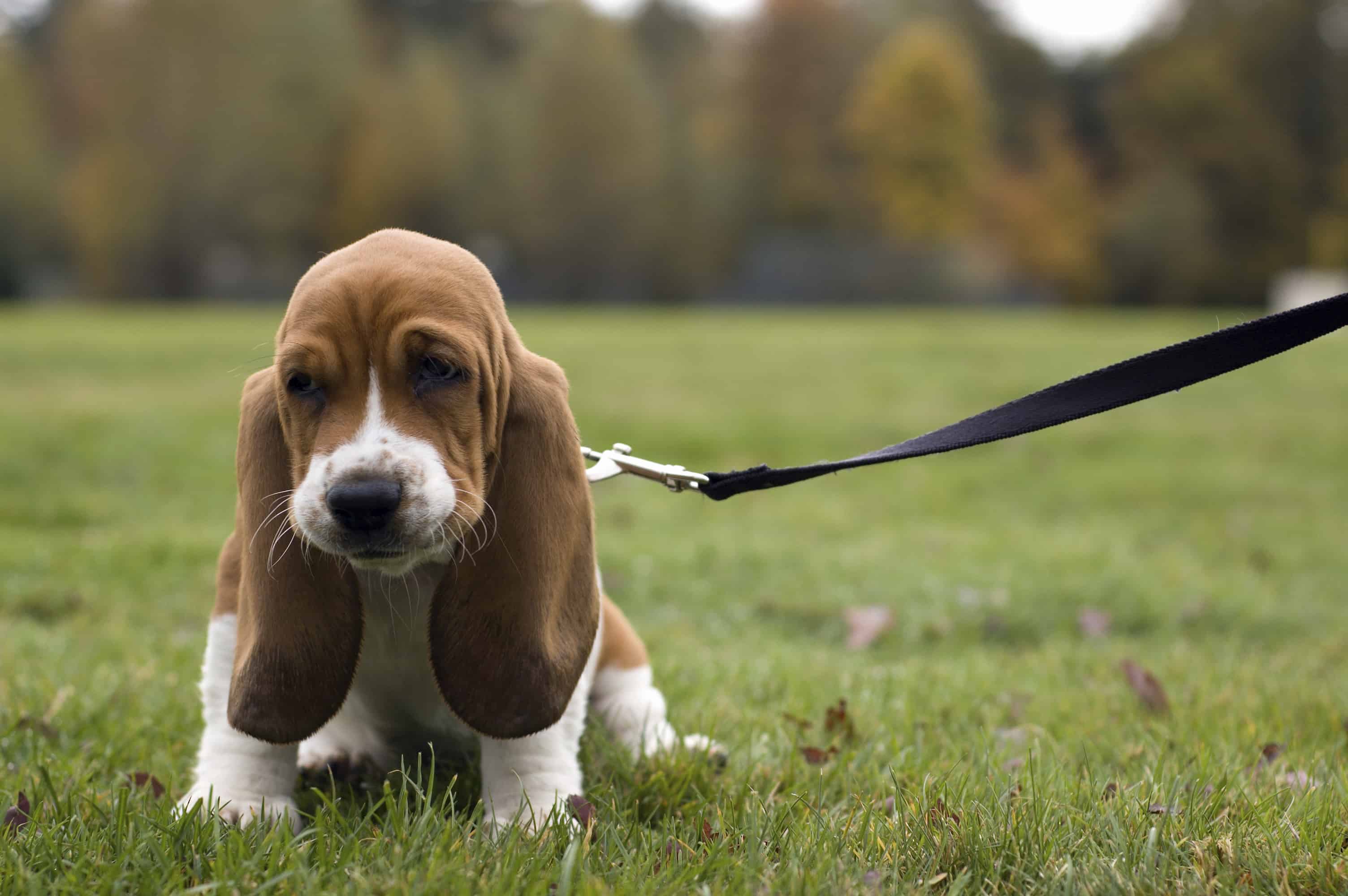 Socialize your puppy to a leash early on