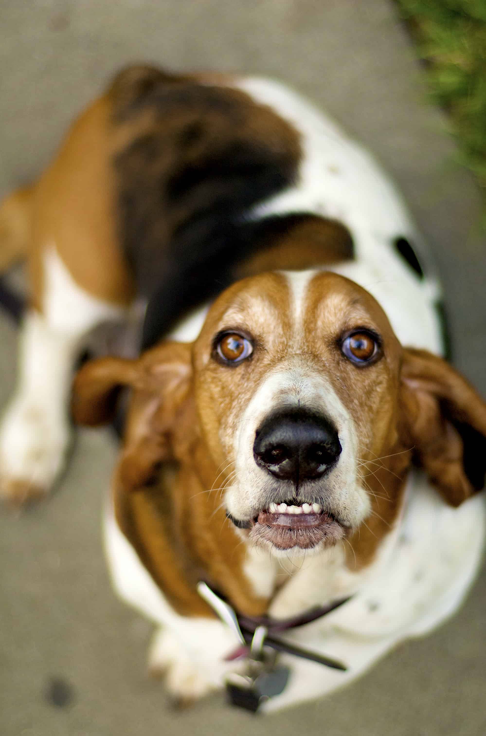 About The Breed: Basset Hound - Highland Canine: Professional Dog