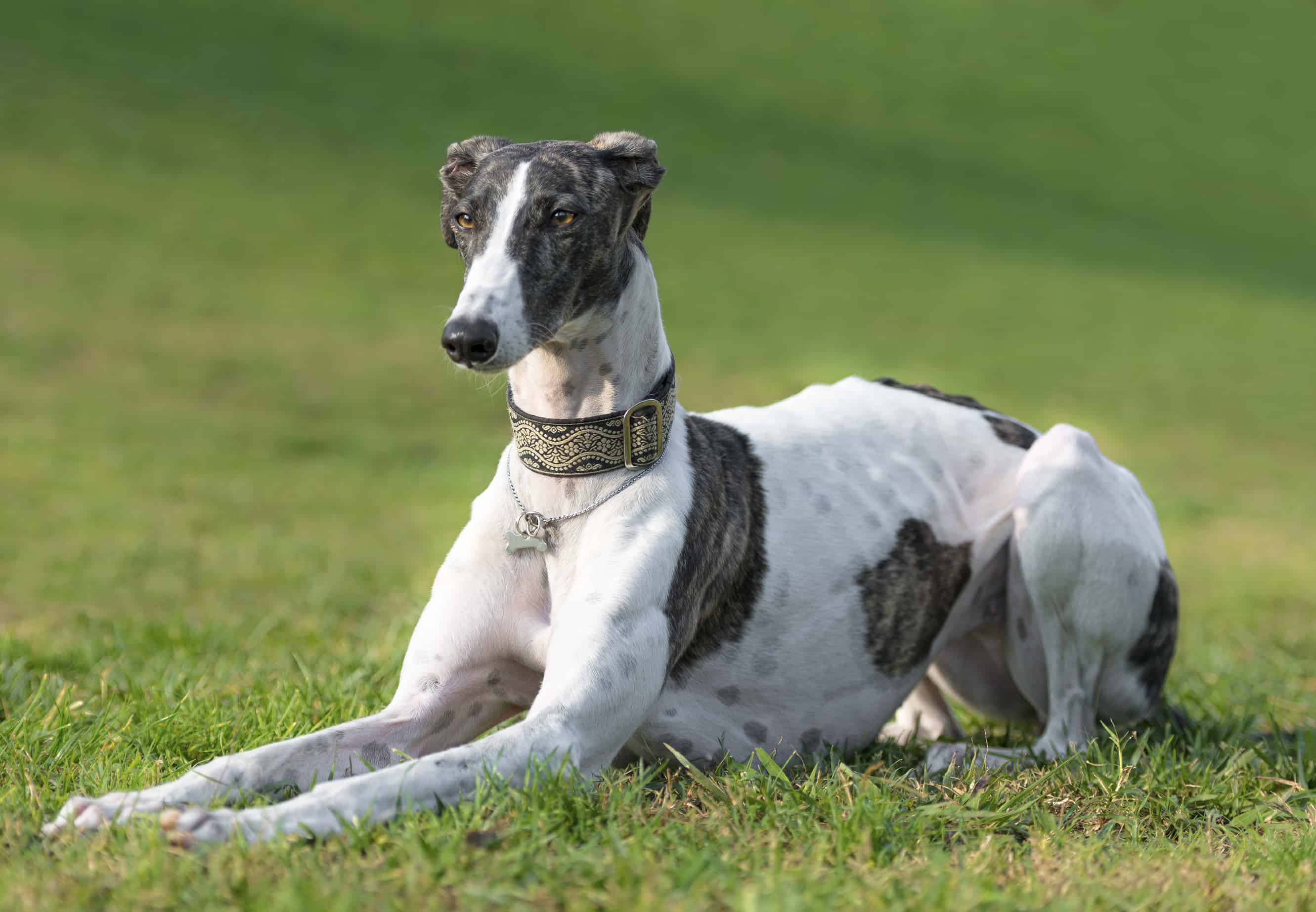 Learn about the history, personality, and needs of the Greyhound breed