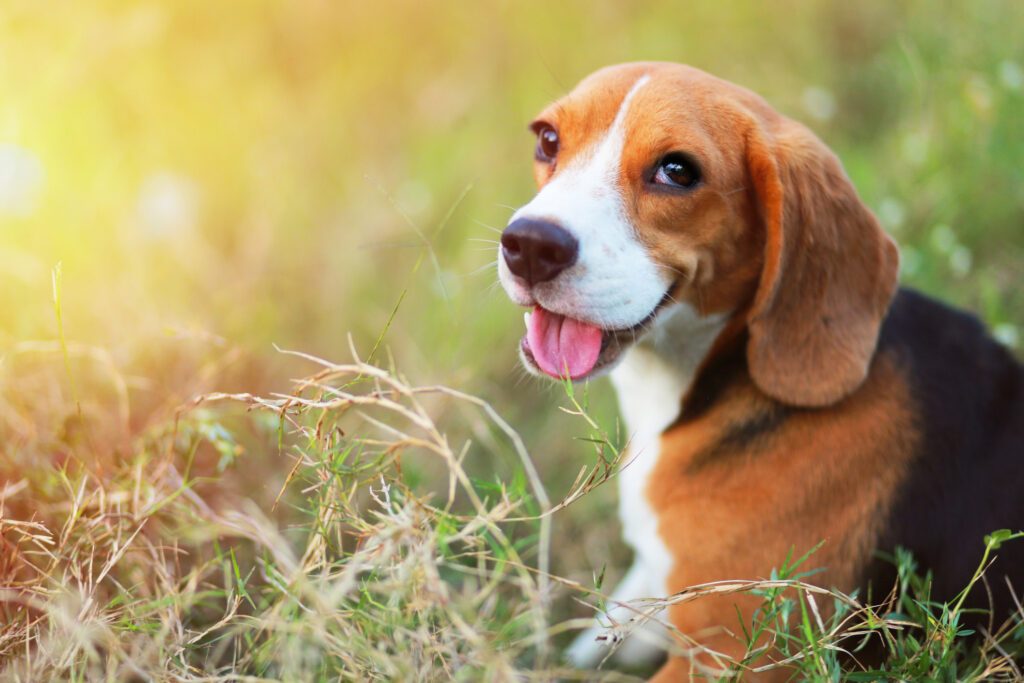 https://highlandcanine.com/wp-content/uploads/2015/01/beagle-looking-happy-in-grass-1024x683.jpg