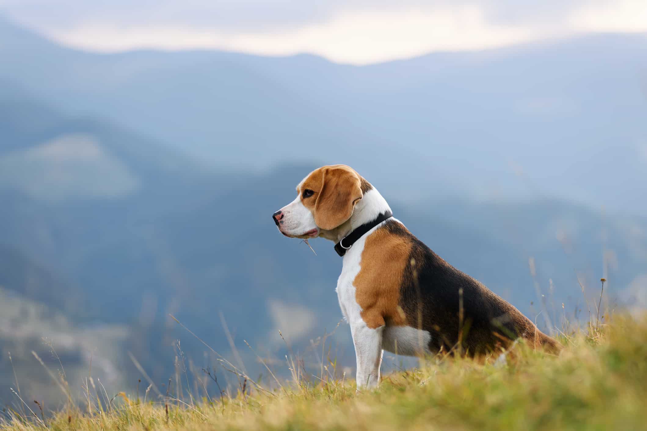 beagle dog in mountains