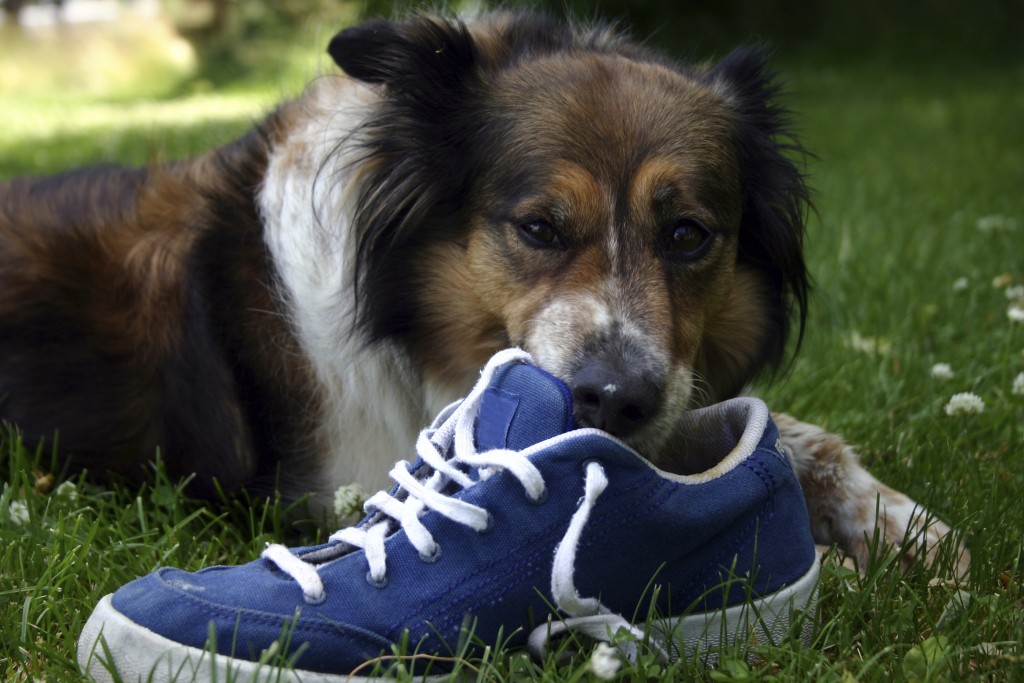 Destructive Chewing Simple Reasons Why Your Dog Is Eating Everything