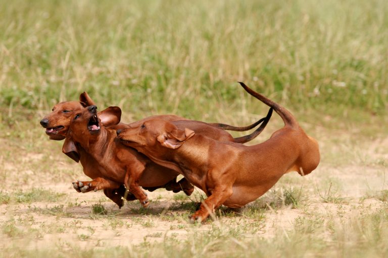 running dachshunds