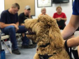 school for dog trainers behavior clinic evaluation