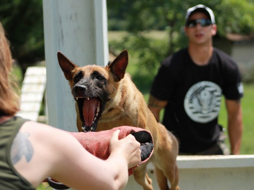 NC Dog Training Center Highland Canine Training