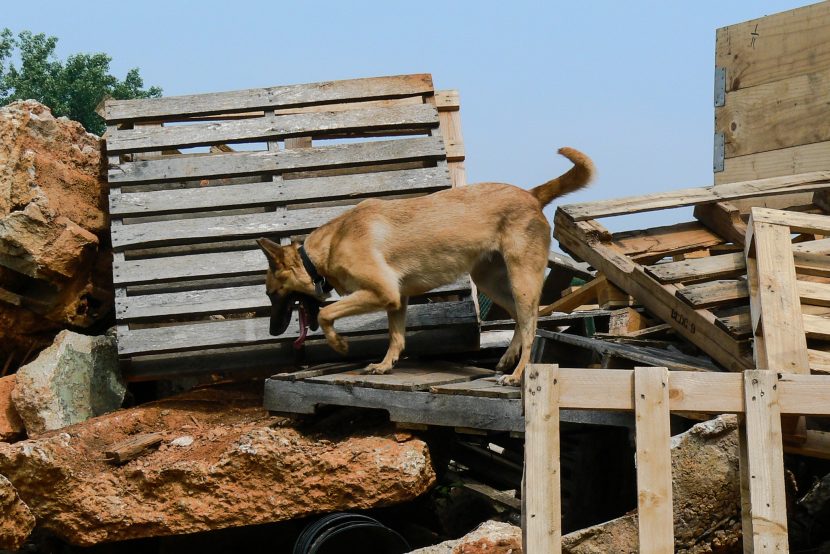 NC Dog Training Center Highland Canine Training