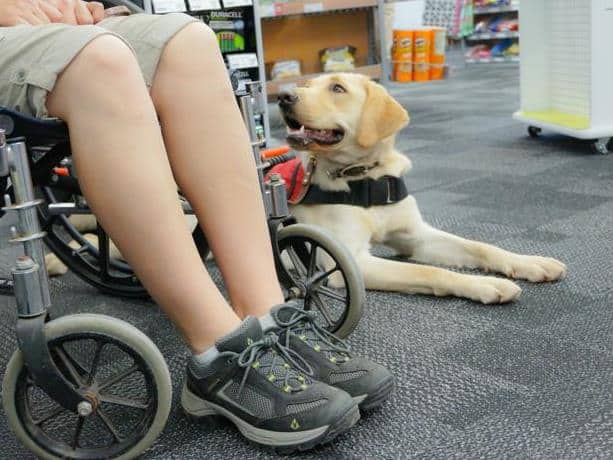 mobility service dogs