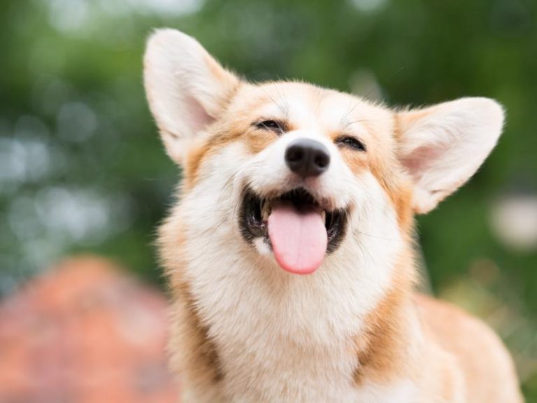 In Kennel Dog Training Highland Canine Training