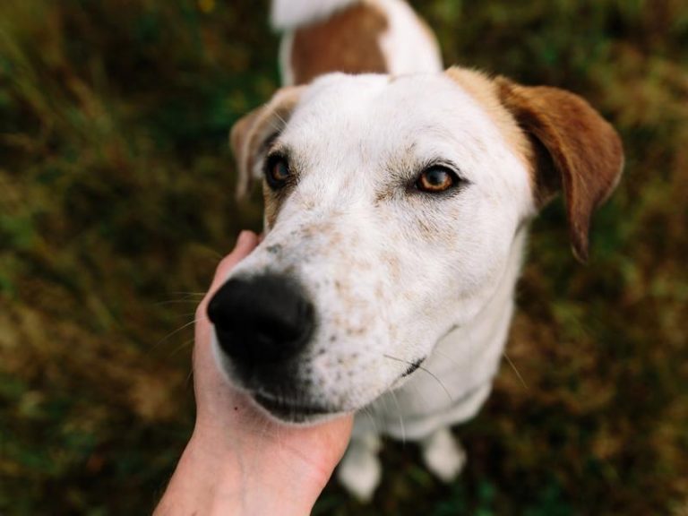 Board And Train Programs | Highland Canine Training