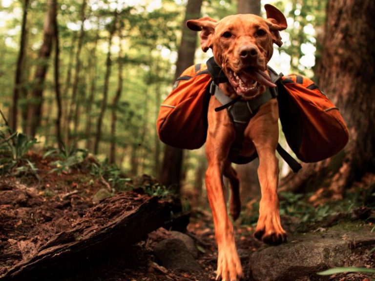 Board And Train Programs Highland Canine Training