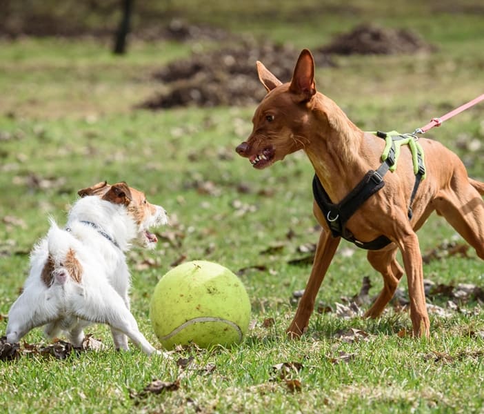 Dog Training, Charlotte NC Highland Canine Training
