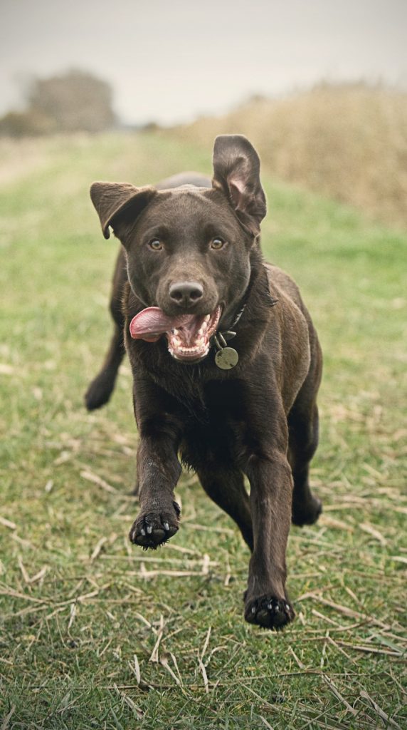 Why Mental Stimulation Is Vital For Your Dog