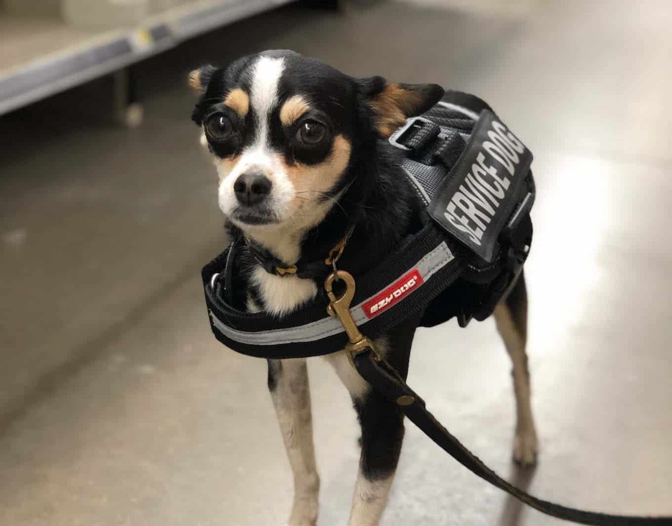 How to Spot a Fake Service Dog Highland Canine Training