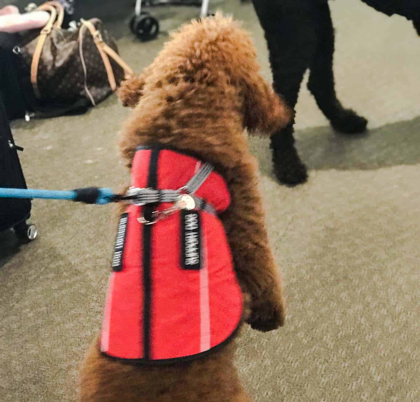 How to Spot a Fake Service Dog Highland Canine Training