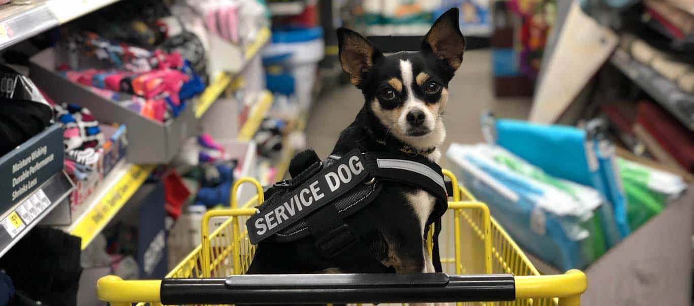 spot a fake service dog