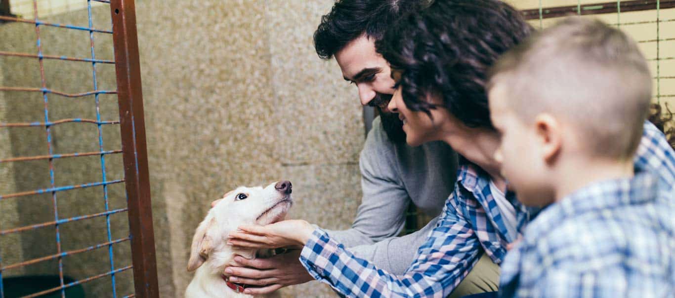 adopting a shelter dog