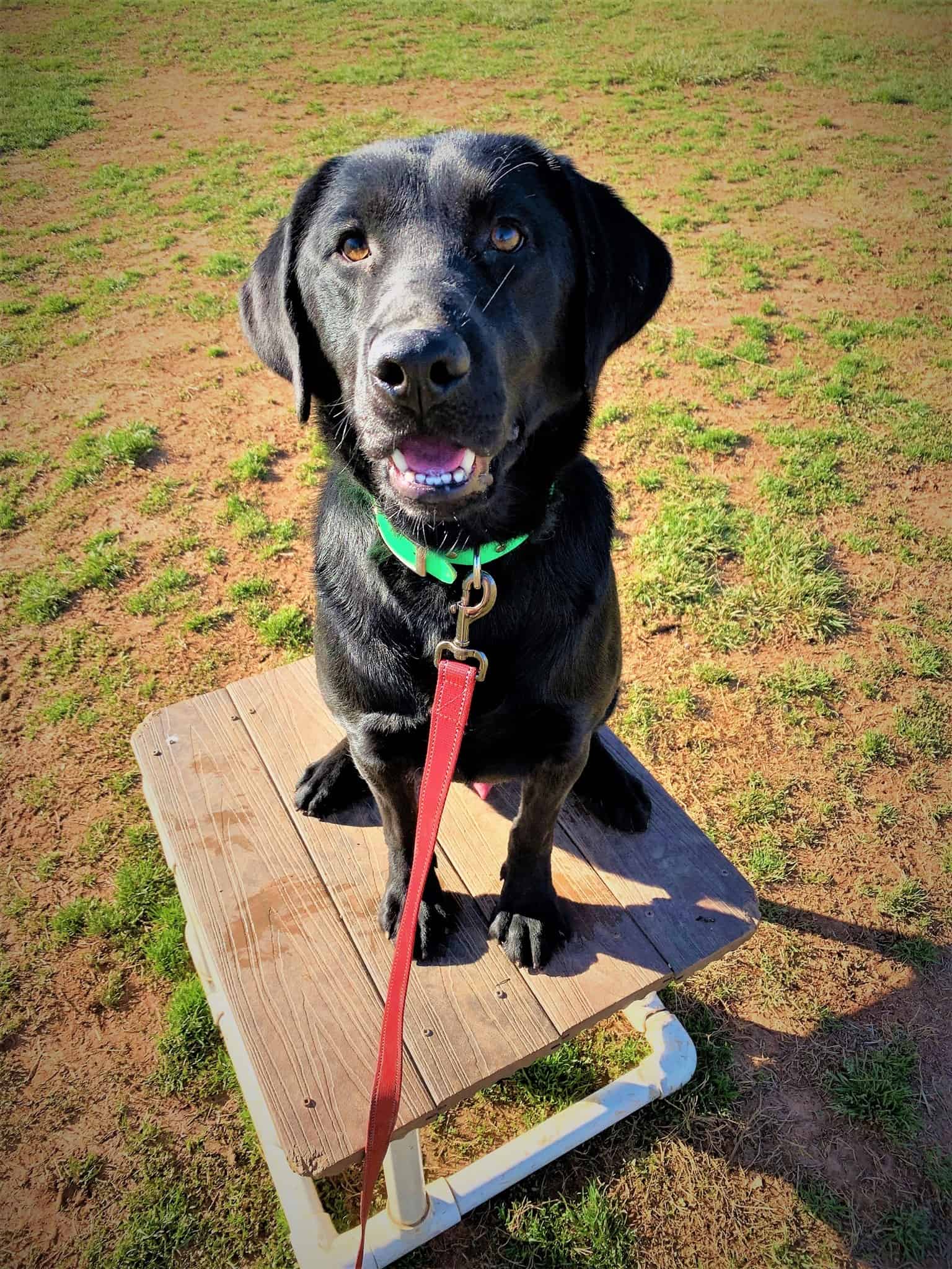Group Dog Obedience Classes Highland Canine Training