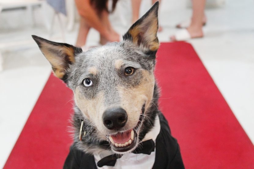 Four Ways To Get Involved In National Mutt Day Highland Canine Training