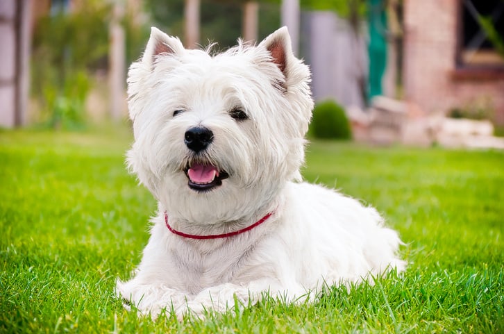 The 50 Most Popular Dog Breeds In The World [2019] | Highland Canine  Training