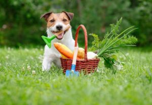 dog with veggies