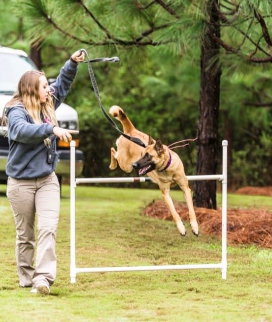 shana parsnow dog trainer agility