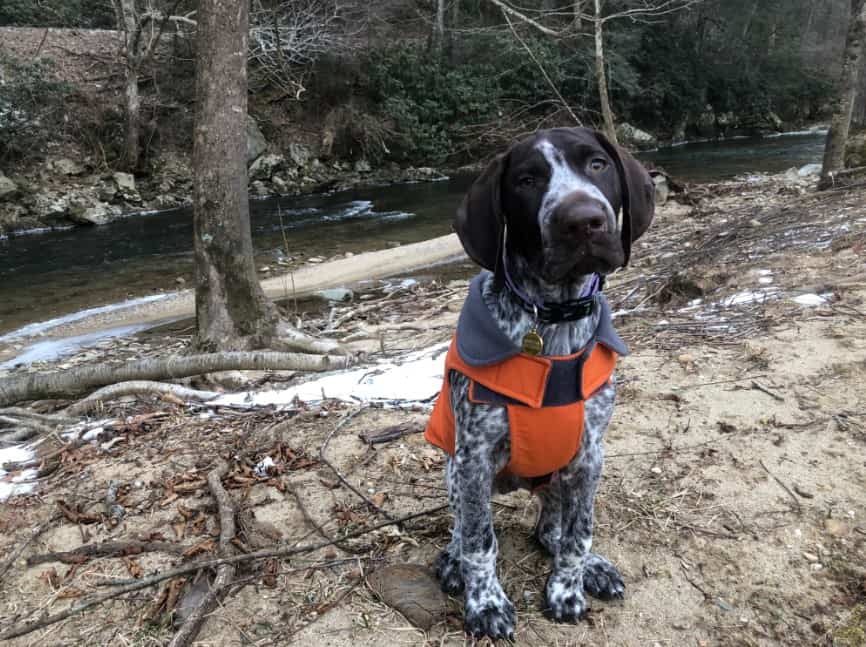 conservation detection dog in training