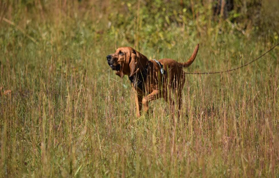 Search & Rescue Dog Training | Highland Canine Training