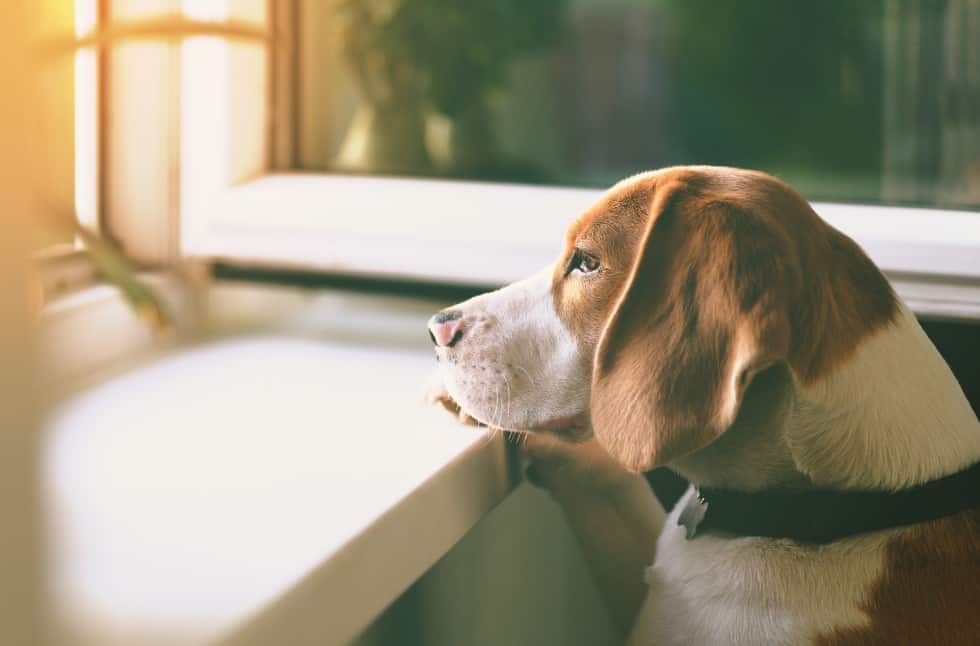 beagle looking out window