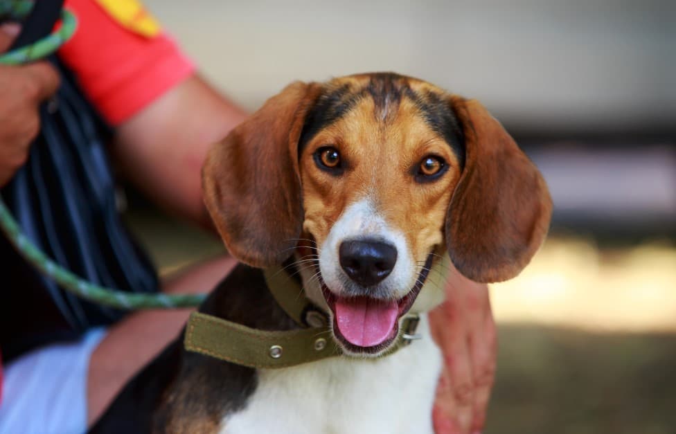 what breed of dog is american foxhound