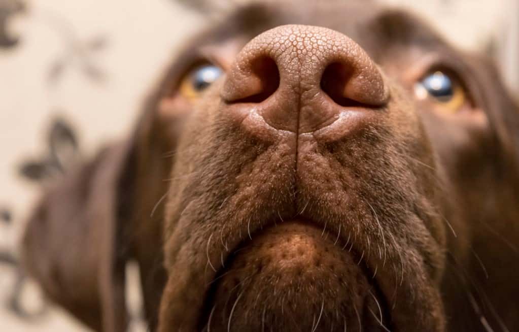 dog nose scent work
