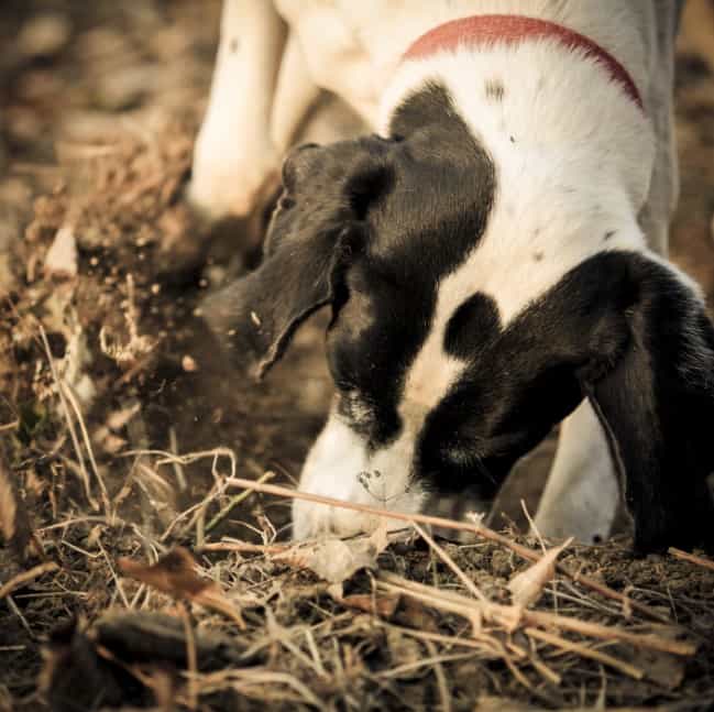 dog digging for white truffles