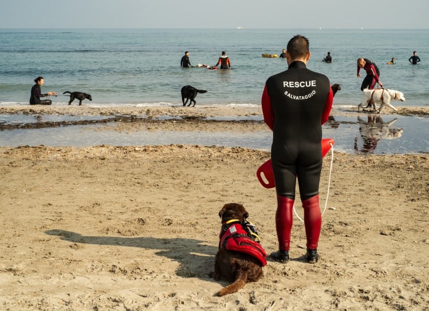 lifeguard dog at the beach