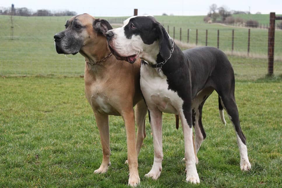 two large great danes
